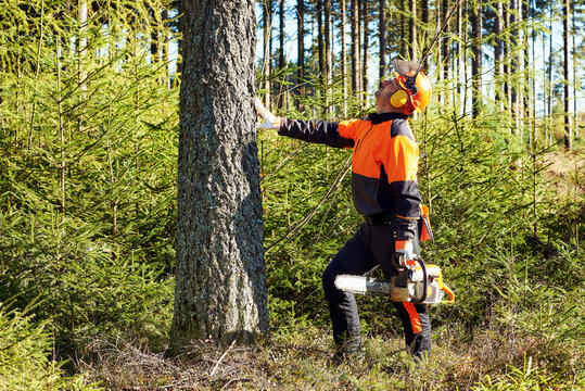 Professioneller Waldarbeiter, Holzfäller mit Arbeitsschutzkleidung und Kettensäge bei der Arbeit im Wald
