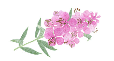 Field, medicinal herbs. watercolor illustration.Blooming Sally.