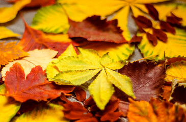 Red and yellow autumn leaves that have fallen from  trees lie on  ground. background nature. selective focus. 