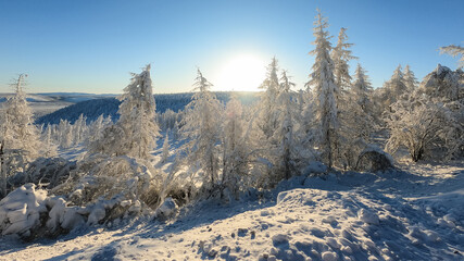 Winter forest, snow covered fir trees on the side of the mountain, Kolyma, Yakutia, Russia