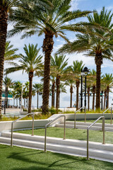 Las Olas Oceanside Park palm trees in nature scene