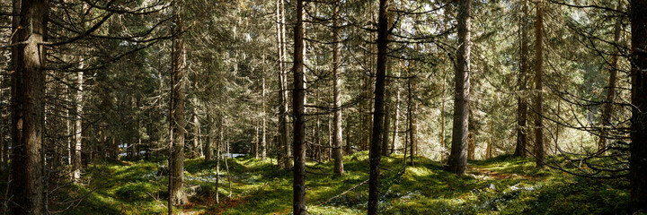 woodland panorama