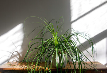 Close up of houseplant Beaucarnea recurvata, elephant's foot or ponytail palm in a pot on a shabby...