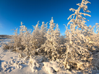 Winter forest, snow covered fir trees on the side of the mountain, Kolyma, Yakutia, Russia