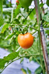 Fresh tomatoes are grown in the plantation. Tomatoes are ready to be harvested in the plantation. fresh red tomatoes in the garden.