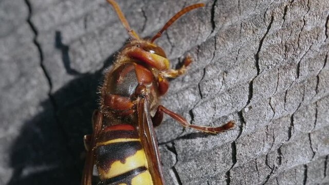 European hornet (Vespa crabro) abdomen, detail of yellow wasp in garden