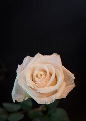 A beautiful vertical picture of a  single Ivory Rose on a black surface 