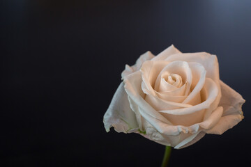 A beautiful close up of a  single Ivory Rose on a black surface.