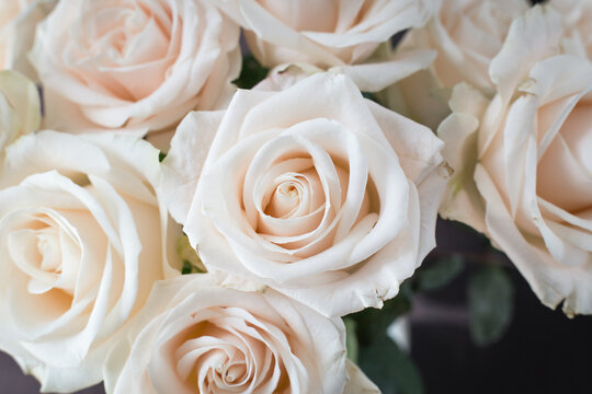 A close up of beautiful bouquet Ivory Roses under natural sunlight.