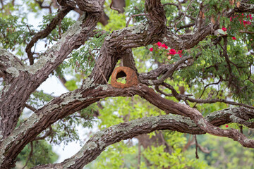 Nest of the bird known as "João-de-barro" in the gnarled  tree of the Brazilian cerrado biome