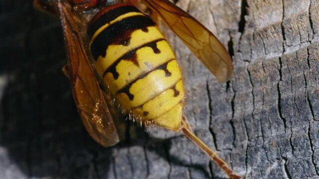 European hornet (Vespa crabro) abdomen, detail of yellow wasp in garden