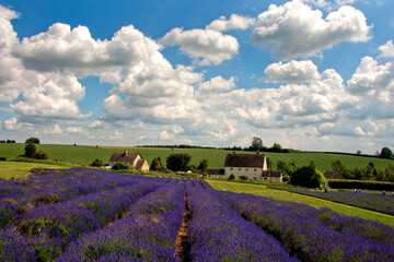 Fototapeta na wymiar Lavender Field Summer Flowers Cotswolds Worcestershire England