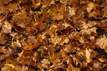 Autumn colors, bright yellow-red. Maple leaves on the ground and on trees.