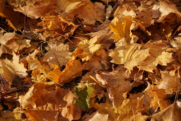 Autumn colors, bright yellow-red. Maple leaves on the ground and on trees.