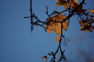 Autumn colors, bright yellow-red. Maple leaves on the ground and on trees.
