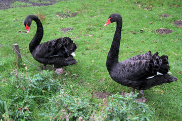 A close up of a Black Swan