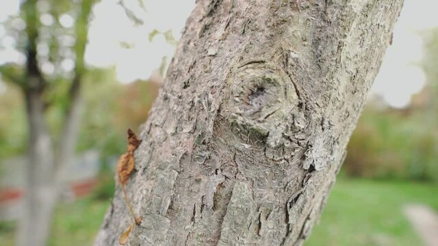 White tree trunk close-up, apple bark. Camera slide.