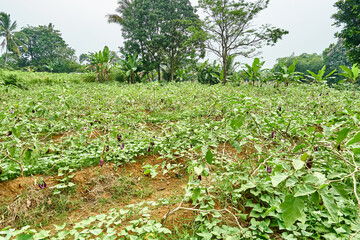 Fototapeta na wymiar Eggplant plantation landscape is growing fresh in the garden