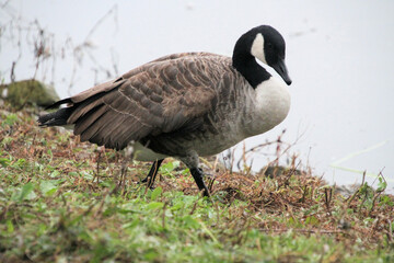 A close up of a Canada Goose