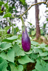 Fresh eggplant vegetables grown in the plantation. ready for harvest.