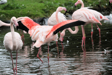 Naklejka premium A close up of a Flamingo