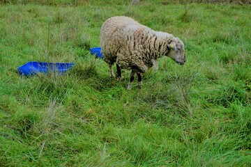 Ein Schaf auf grüner Weide 