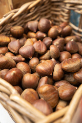 Castañas cogidas del árbol