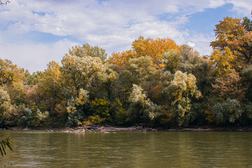 The river on the background of the autumn forest. Nature in the fall. Warm autumn day