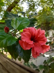 red hibiscus flower With Blur Green Background