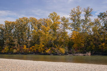 The river on the background of the autumn forest. Nature in the fall. Warm autumn day