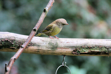 A close up of a Greenfinch