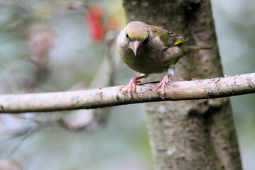 A close up of a Greenfinch
