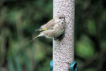 A close up of a Greenfinch
