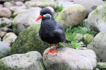 A close up of an Inca Tern