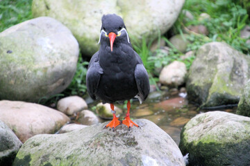 A close up of an Inca Tern