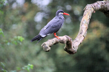 A close up of an Inca Tern