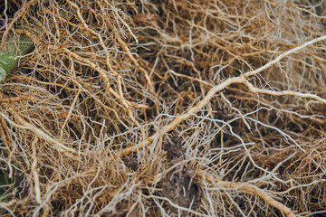 The roots of plants are similar to vessels and capillaries close-up. Textured thick roots