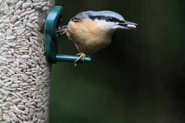 A close up of a Nuthatch on a bird feeder