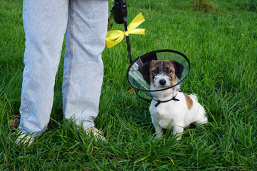 Sick dog wearing a funnel collar for a walk on a sunny day against a background of green grass. The yellow bow is a symbol of not suitable for an animal in Europe