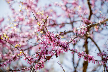 A branch in pink flowers