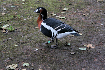 A close up of a Red Breasted Goose