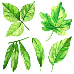 Watercolor set of illustrated park tree green leaves and branches
