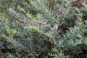 blurry green plants. Photo background. abstract bokeh green ai yellow summer plants. twigs of plants with leaves