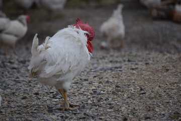 An important white rooster walks through the village on the wood