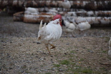 An important white rooster walks through the village on the wood