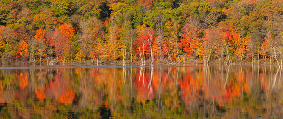 Panorama of trees in autumn color reflecting in a lake in northern Minnesota