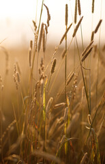 Obraz premium Spikelets of wheat in the field