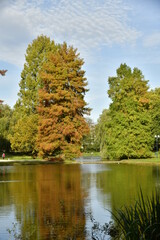 Contraste incroyable entre le vert et le brun d'une espèce de conifères en automne aux étangs du Leybeek à Watermael-Boitsfort 