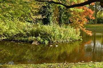 Fototapeta premium La végétation luxuriante en automne à l'étang du parc Tournay-Solvay à Watermael-Boitsfort 