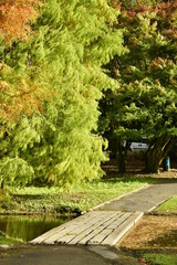 Passage séparant les deux étangs sous la végétation luxuriante en automne au parc Leybeek à Watermael-Boitsfort